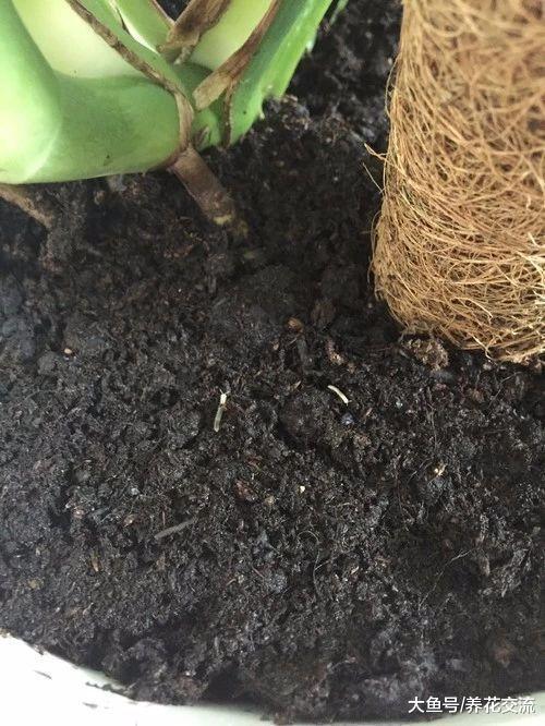 如何彻底清除室内盆栽植物里面的小白虫, 小黑飞杀不完的原因