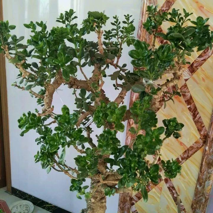长寿绑到玉树上, 竟然能开9色花, 树干比胳膊还粗!