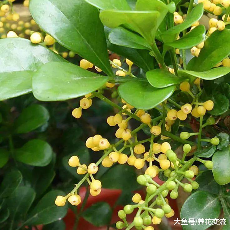 适合在夏季进行枝条扦插繁殖的花卉, 剪下来一段茎插土壤中变盆栽