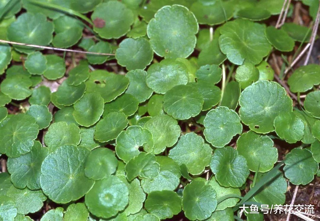 在阳台和窗台上只要给水和光照就养不死的植物, 铜钱草为啥受欢迎