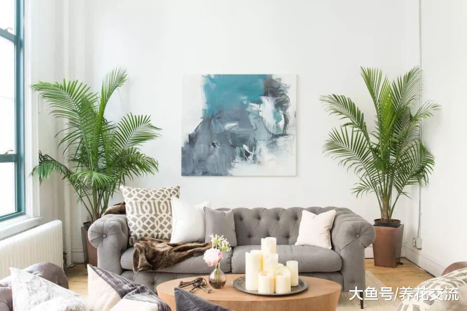 14个布置室内盆栽植物的绝佳创意, 家里养多少盆花卉都不显得乱