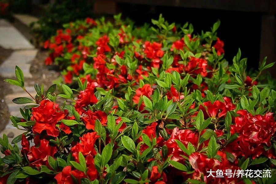 想在树荫下种一些能开花、观赏性高的灌木, 这8种不要错过