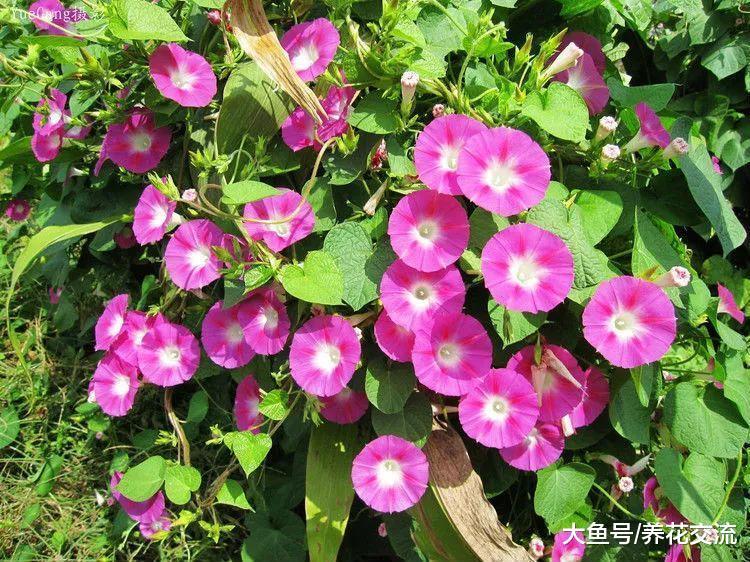 夏秋季节能够保持灿烂开花的牵牛花, 种花盆里也能生长旺盛