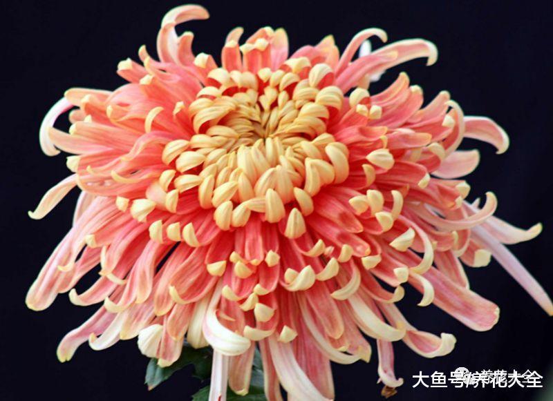 34省的省花就在这了, 快看看哪个是你家乡的吧!