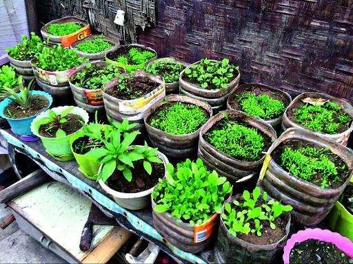 再也不用买菜了! 他用可乐瓶油桶打造厨房小菜园, 1年都吃不完