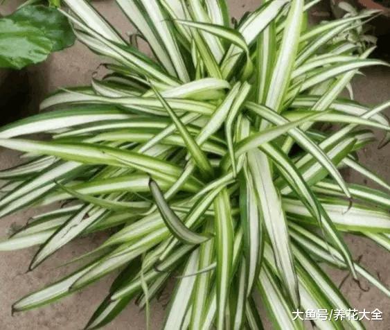 别只知道养吊兰, 这些吊兰你叫的出名字吗?