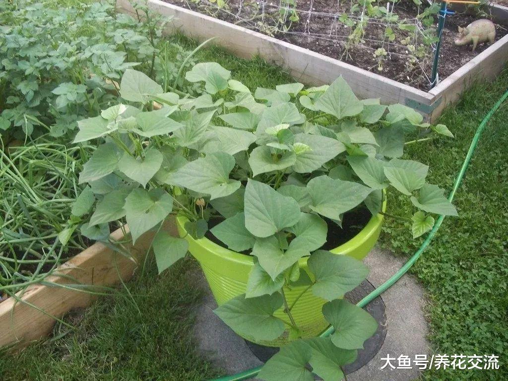 适合初学者栽培的几种蔬菜, 作为盆栽养窗台上也能生长旺盛