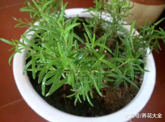 还在阳台养木香? 做到这一点, 长得比房子都高!