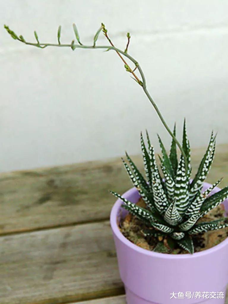 叶子上有斑马条纹的芦荟盆栽, 常年不浇水也能存活