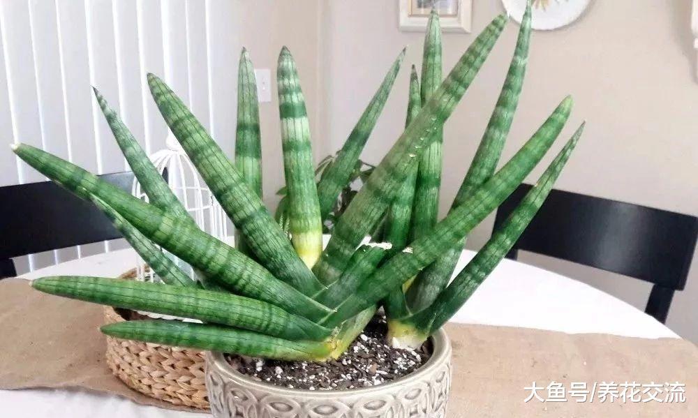名字叫佛前香的虎皮兰, 你看到过它开花么?