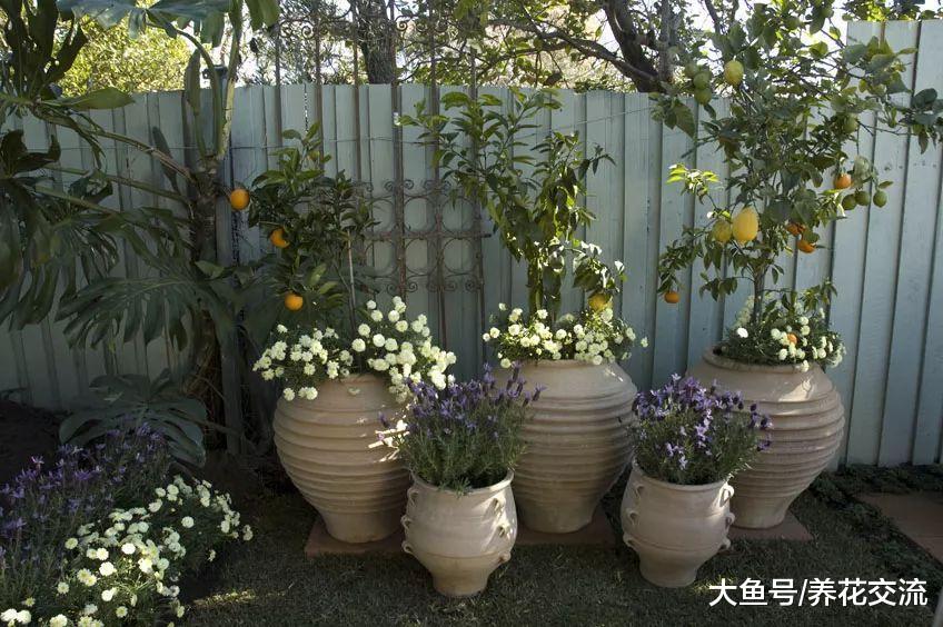 家里养这几种植物就可以室内更自然凉爽, 还能净化有害气体