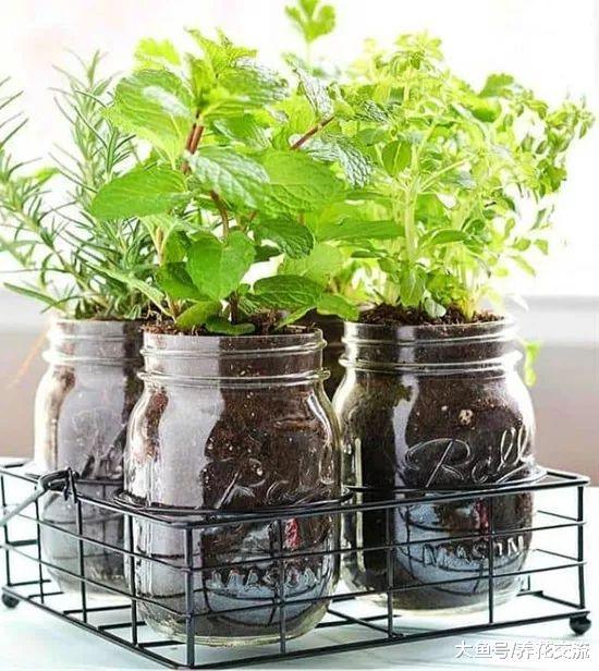 在家里就能轻松养活的15种盆栽蔬菜, 种阳台上比花卉还好看