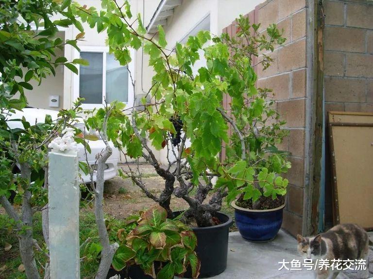 在阳台上用花盆种出开花结果的葡萄, 需要掌握这些技巧