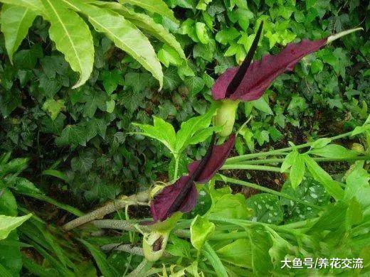 在树荫下生长开花特别好的10种花, 在半阴和凉爽的地方养才好