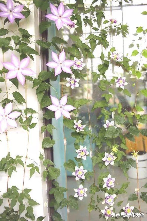 这9种花放在家里养, 轻松一打理, 花开满墙!