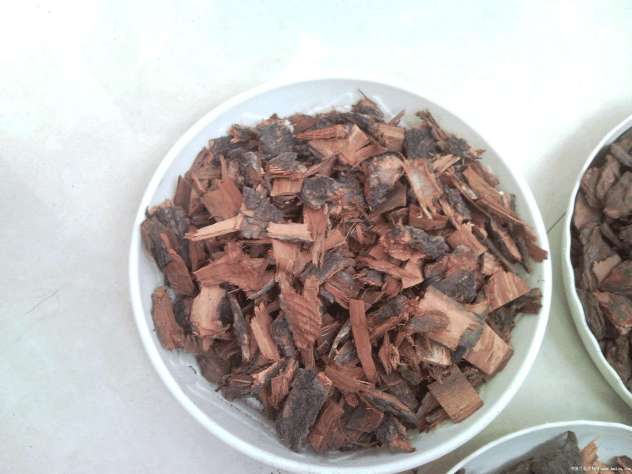 冬天“虎皮兰”这么养, 喂上它, 嫩芽蹿成大叶片!