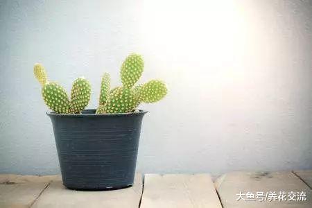 这种仙人掌长得很像兔子, 还能开出金黄色的花朵