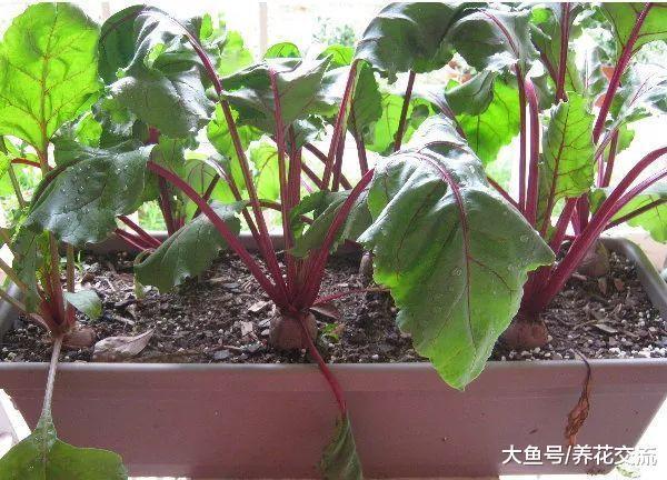 在花盆里特别容易生长的8种蔬菜, 养阳台上也能不断收获