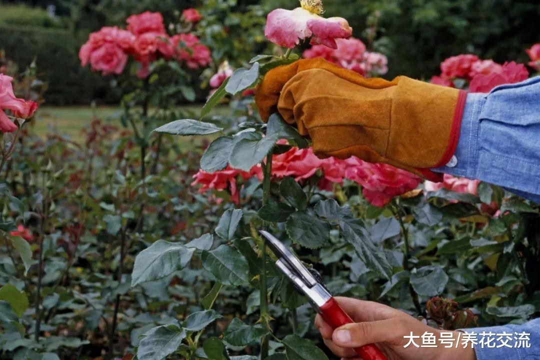 在院子上种上这11种花, 家里365天都有五彩缤纷的花观赏