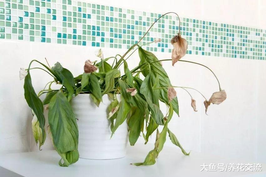 养死室内盆栽植物最常见的7个误区, 看看你做错了哪些