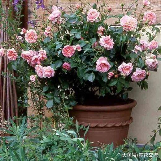 月季枝条和叶子长黑斑点要怎么处理?