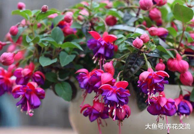 适合养在窗台上的吊盆花卉, 哪一种才是你的最爱