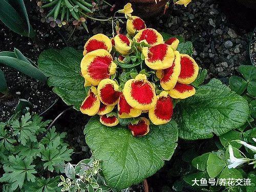 花朵长得像女士荷包一般的华丽植物, 看到就想养几盆