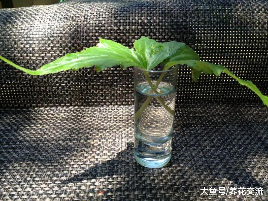 这些开花植物适合用茎插繁殖, 掐段小枝插土壤中便可生根发芽