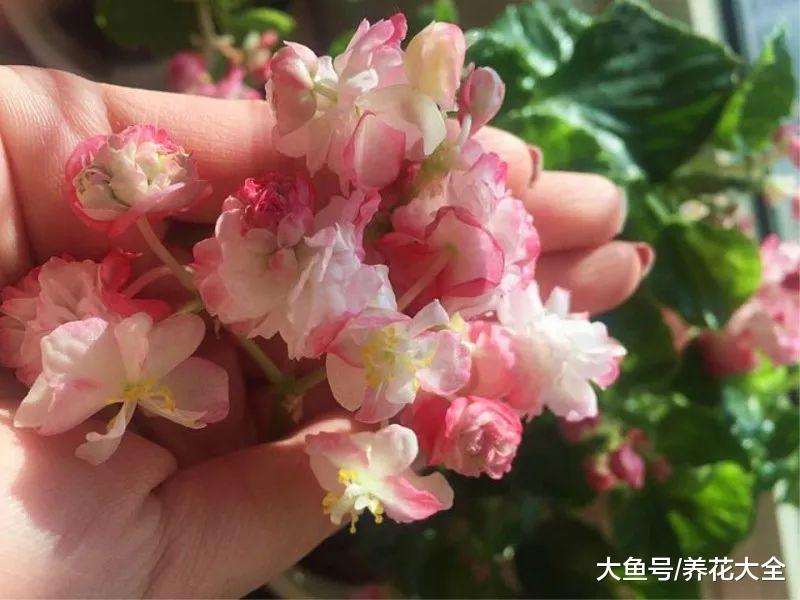 绿萝看够了? 那就养盆四季海棠, 年年都有花赏!