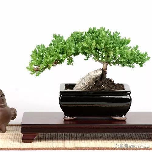 掌握养护盆景最关键的几个技巧, 盆景树养几十年都没有问题
