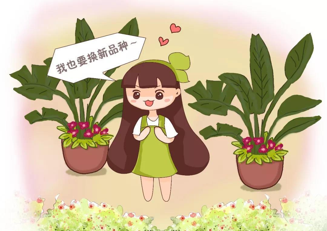 秋冬就得养盆大型花, 高端大气又美观, 1盆能养20年!