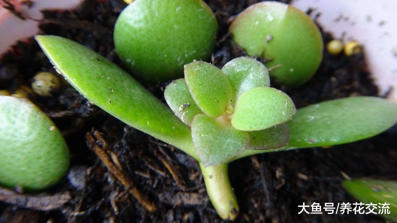 这几种花卉叶片切成几块都能发芽生根, 很快长满整个阳台