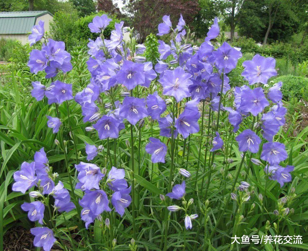 特别适合栽种在院子里的11种观赏花卉, 让家门前变小花园