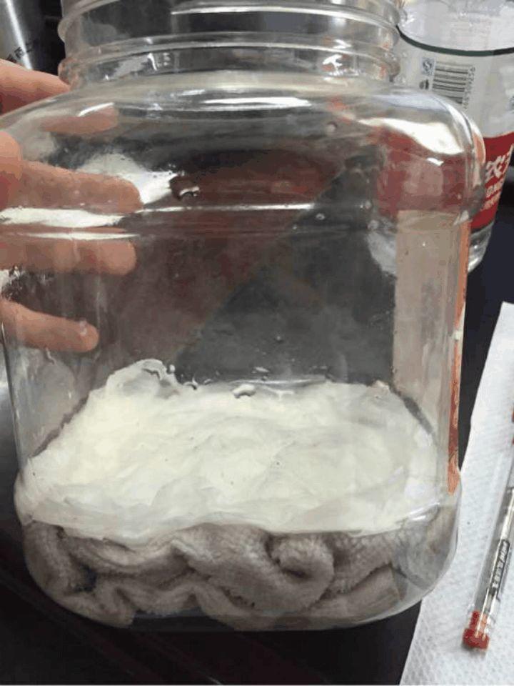 无花果套瓶里, 蹭蹭长满大白根, 1棵能结5斤果!