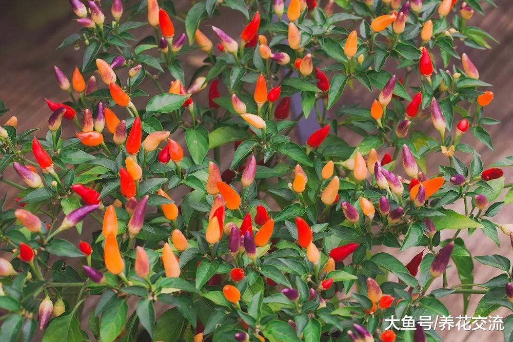 在室内种出火红、挂满果子的迷你辣椒盆栽, 注意几个技巧就行