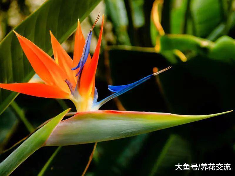 在室内养护天堂鸟促进开花的几个关键技巧