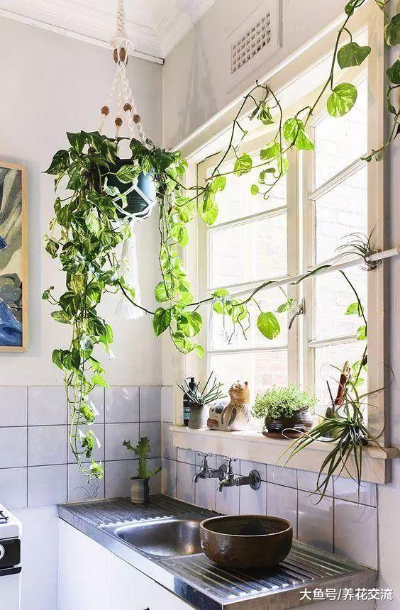 6种特别适合悬挂在书架上养护的爬藤植物, 养书房里不用经常打理