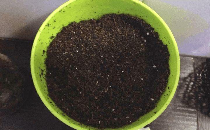 香菜40块1斤! 吃不起了, 赶紧自己在家种一盆!