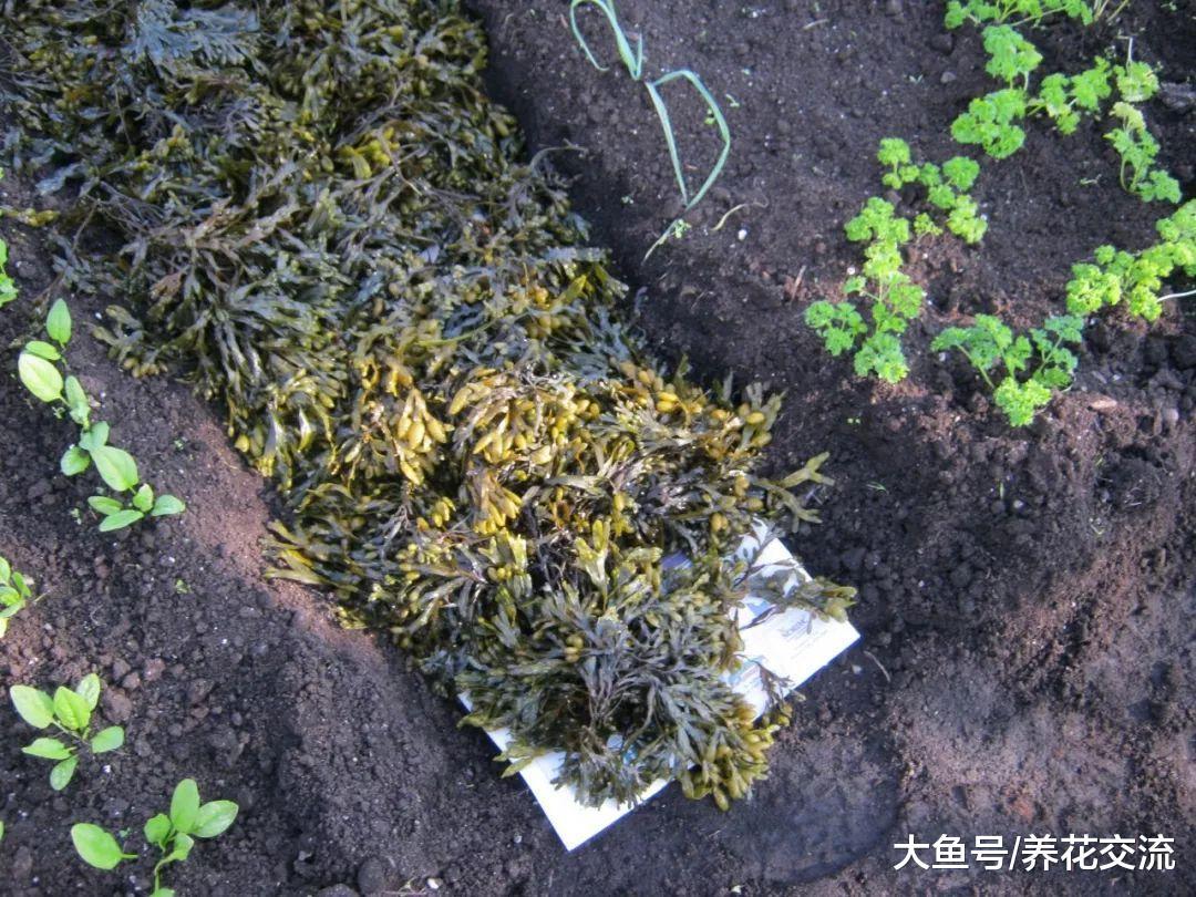 没想到海藻也能用来制作养花的肥料, 夏天的时候特别有用