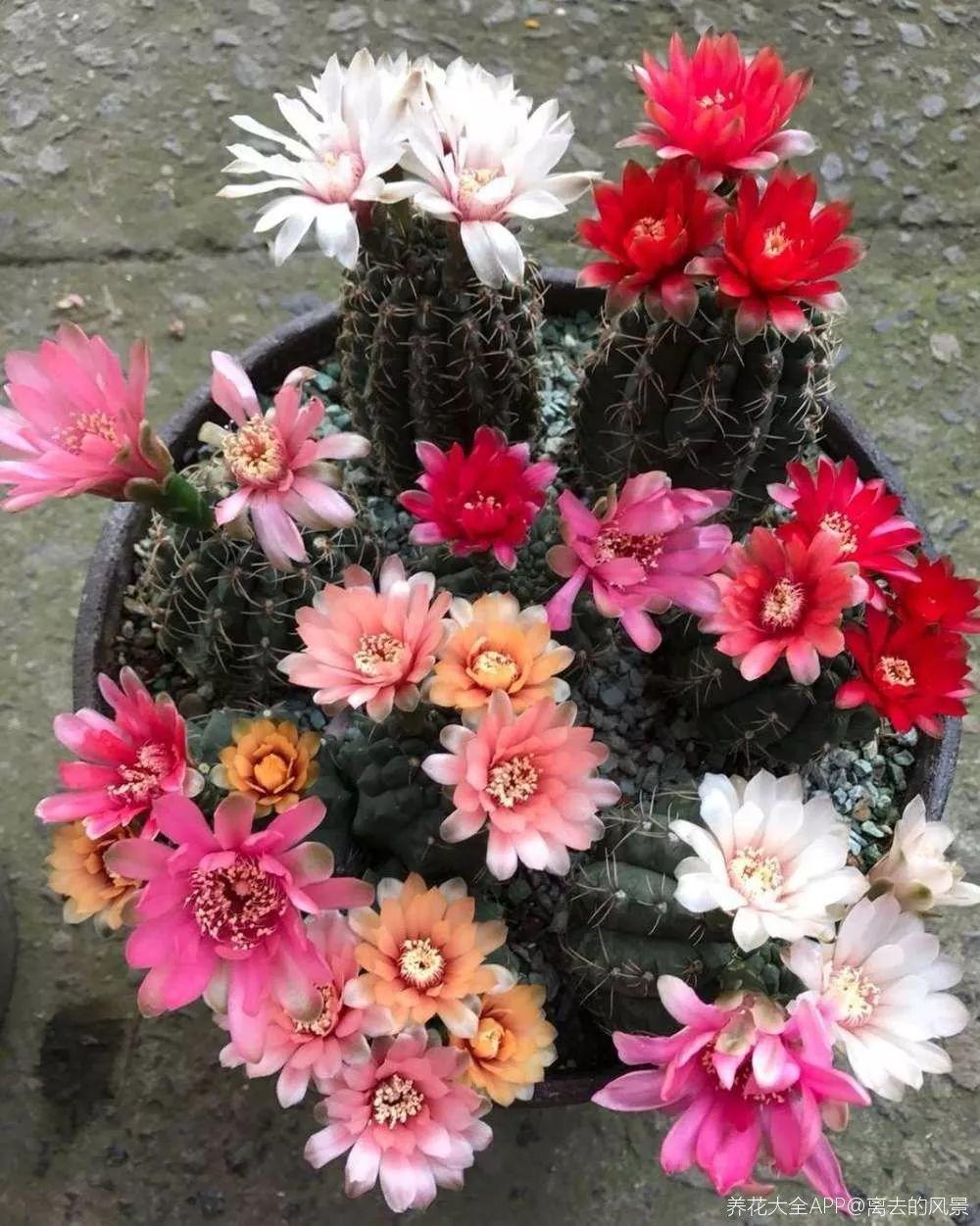 养花也有小妙招, 他家的仙人球, 花开一朵接一朵!