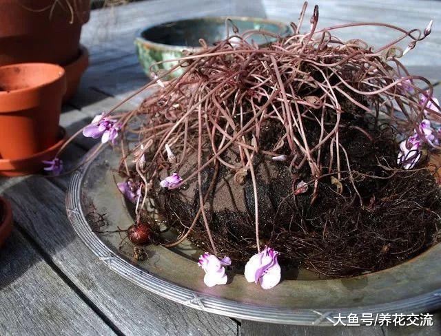 仙客来总是烂根黄叶, 挖起来看看才知道养错方法了