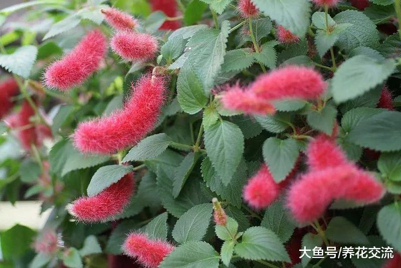 这两种铁苋菜养成灿烂可爱的吊盆花卉, 养在窗台上就很适合