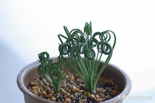 10种可以常年栽种在桌面上的盆栽小花, 给一点阳光就能不断开花