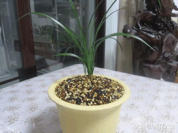 厨房里的太多东西能养花, 关键看你会不会用!
