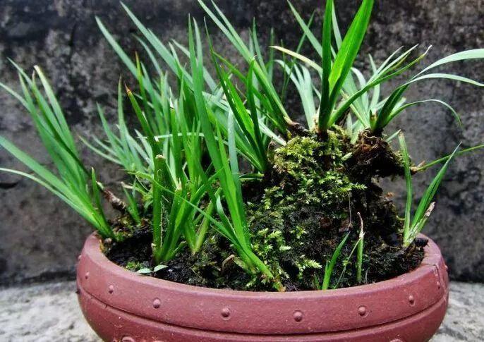 爬趟山带回10盆花, 一分钱没花, 连土都省了!