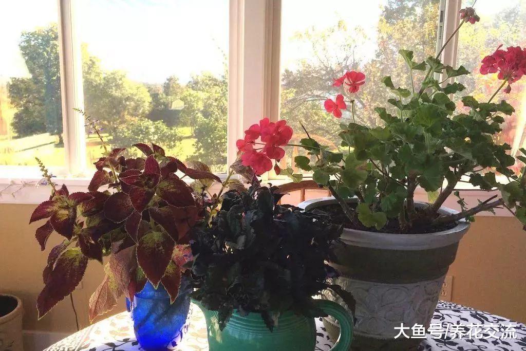 植物没有定期转盆的后果, 花期的盆栽摆哪里最好