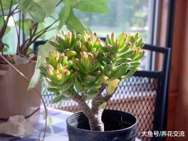 这种多肉叶片看起来像史莱克的耳朵, 有人叫它吸财树