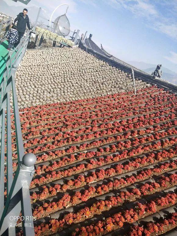 原来多肉适合种在屋顶上, 一年不用管, 轻松出状态!