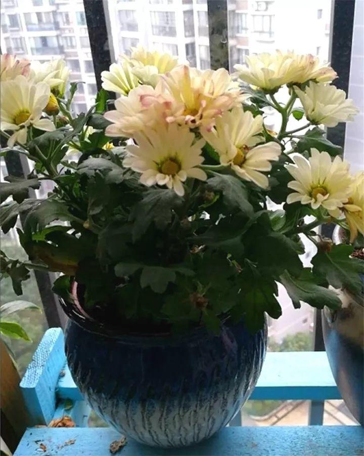 霜降过后, 养花就选秋菊, 冬天阳台美成花海!