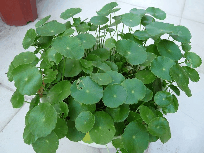 这3种花最爱“喝水”, 每天来一点, 几月能长得撑爆盆!